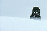 Great Gray Owl in Winter