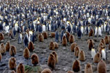 King Penguin Colony, South Georgia Island