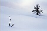 Dead Lodgepole Pine, Winter