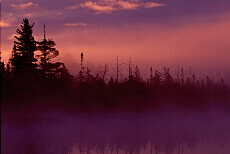 Foggy Bog