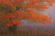 Red maple in Autumn, Michigan