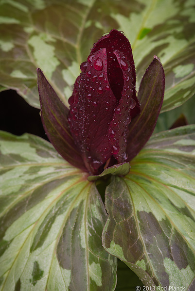 Spotted Trillium, Southern Appalachian Mountains Tour, East Tennessee