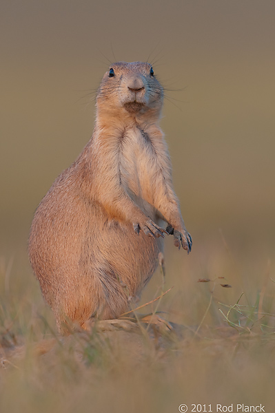 Badlands National Park, Wind Cave National Park, Custer State Park and National Grasslands, South Dakota