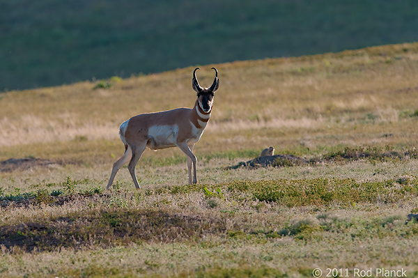 Badlands National Park, Wind Cave National Park, Custer State Park and National Grasslands, South Dakota