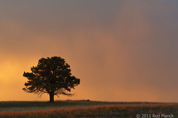 Badlands National Park, Wind Cave National Park, Custer State Park and National Grasslands, South Dakota