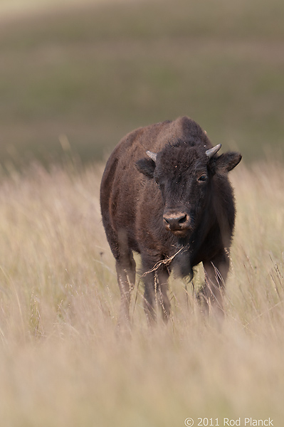 Badlands National Park, Wind Cave National Park, Custer State Park and National Grasslands, South Dakota