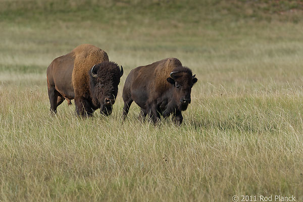 Badlands National Park, Wind Cave National Park, Custer State Park and National Grasslands, South Dakota