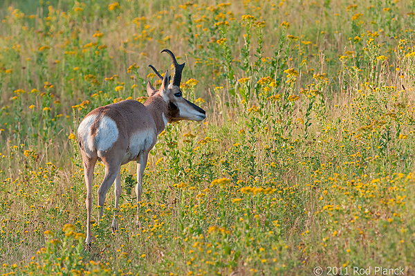 Badlands National Park, Wind Cave National Park, Custer State Park and National Grasslands, South Dakota