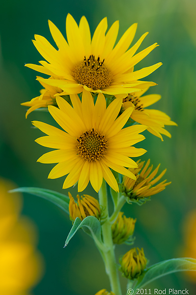 Badlands National Park, Wind Cave National Park, Custer State Park and National Grasslands, South Dakota