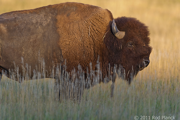 Badlands National Park, Wind Cave National Park, Custer State Park and National Grasslands, South Dakota