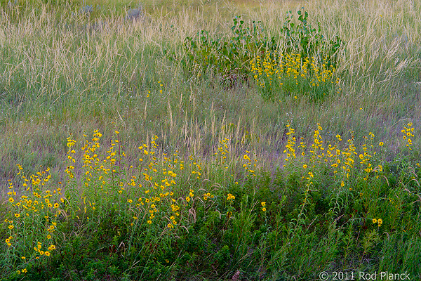 Badlands National Park, Wind Cave National Park, Custer State Park and National Grasslands, South Dakota