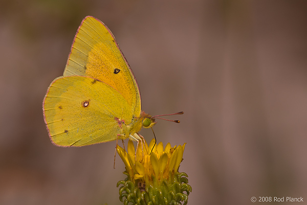 Common Sulphur Butterfly, Badlands National Park, SD