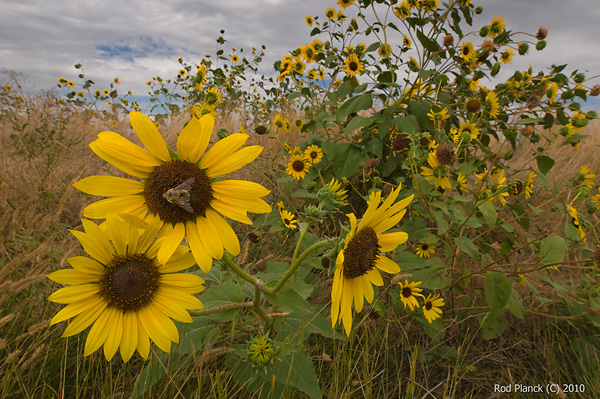 Sunflower, Grasslands, South Dakota