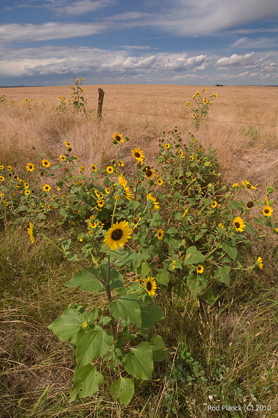 Sunflower, Grasslands, South Dakota