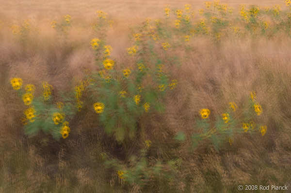 Sunflowers, Multiple Exposure, South Dakota