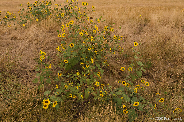 Sunflowers, South Dakota