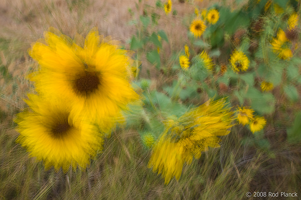 Sunflowers; Multiple Exposure; South Dakota