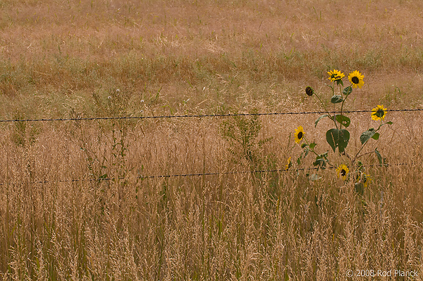 Sunflowers; South Dakota