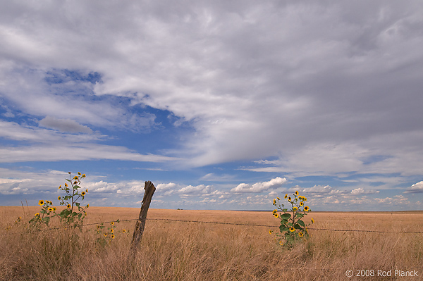 Sunflowers; South Dakota