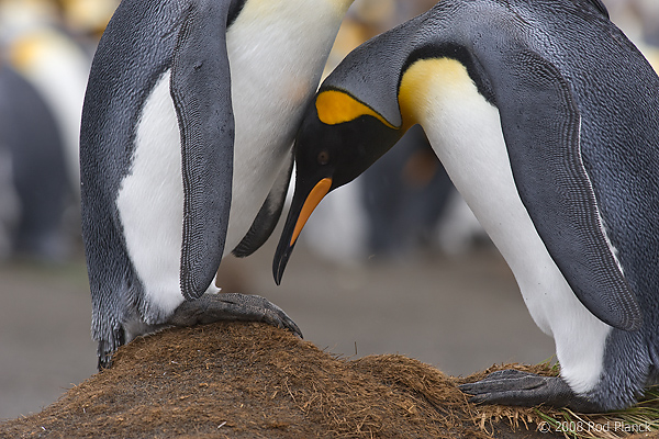 King Penguins, Courting, (Aptenodytes patagonicus), Gold Harbour, South Georgia