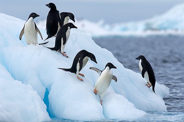 Adelie Penguin on Ice (Pygosceliis adeliae), Paulet Island, Antarctic Peninsula