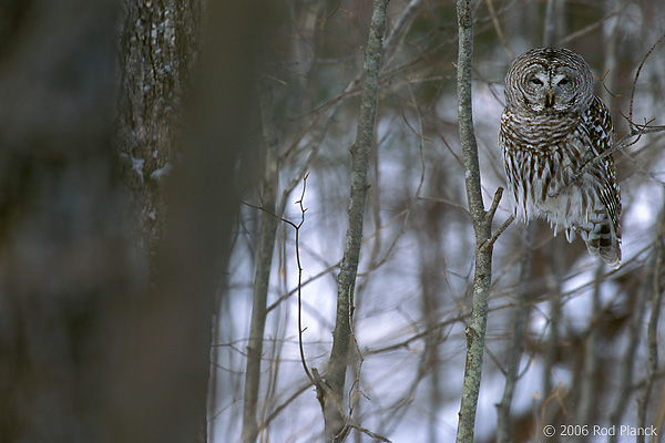 Barred Owl, Winter