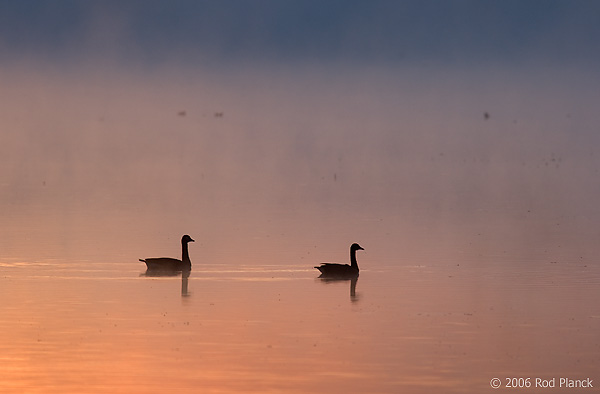 Canada Geese in Fog, Dawn, (Branta canadensis), Summer, Northern Michigan