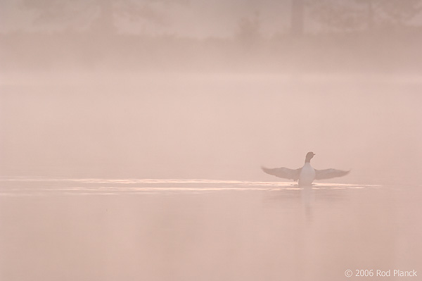 Common Loon at Dawn, Adult, (Gavia immer), Summer, Upper Peninsula, Michigan