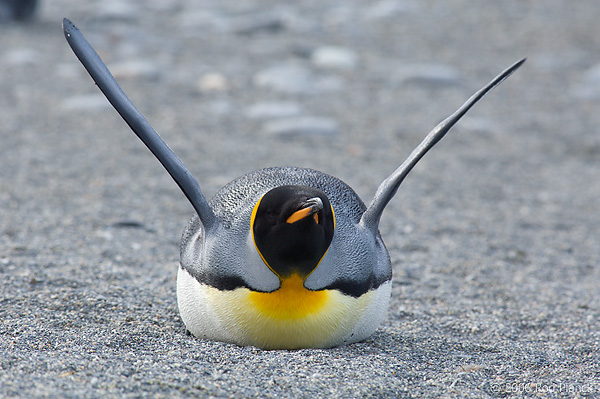 King Penguin Laying Down on Beach, Wings Up