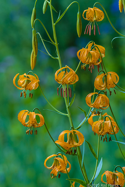 Kelly's Tiger Lily, Rock Creek Canyon, California