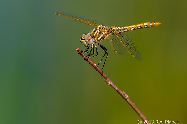 Variegated Meadowhawk, Female, Owens Valley, California