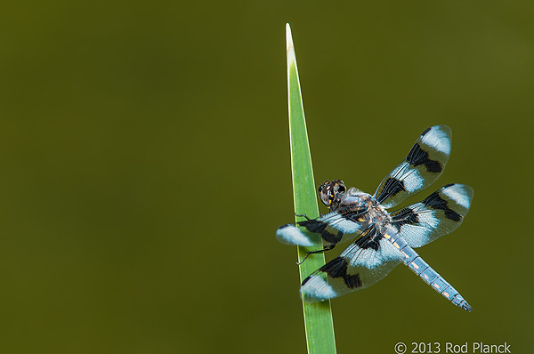 Eight-spotted Skimmer, Owens Valley, California