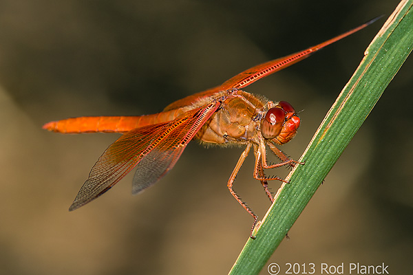 Flame Skimmer Dragonfly, Ownes Valley, California