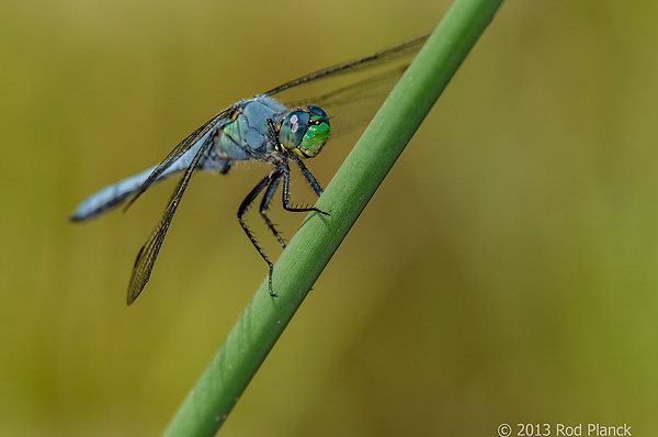 Western Pondhawk, Owens Valley, California