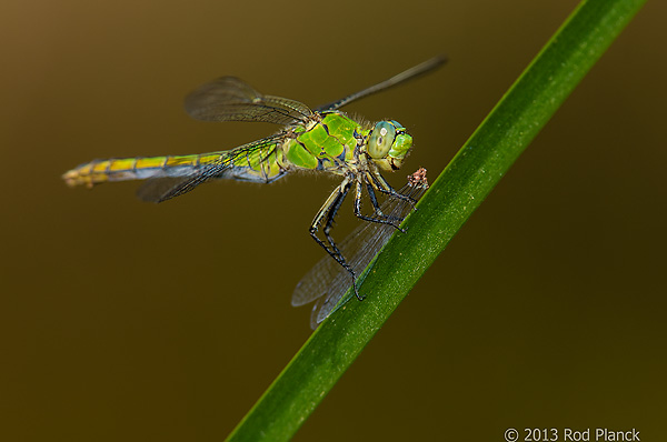 Western Pondhawk, Male, Owens Valley, California