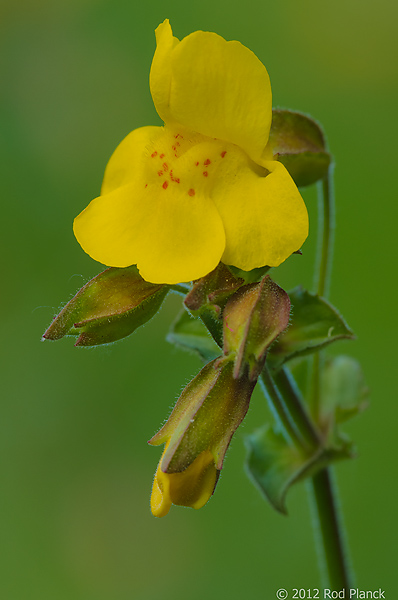 Monkeyflower, Eastern Sierra Nevada, California