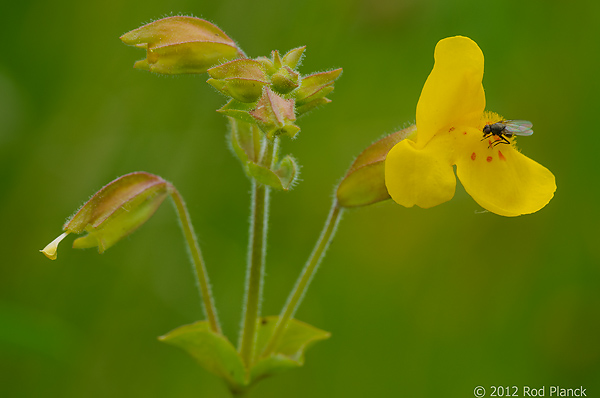 Monkeyflower, Eastern Sierra Nevada, California