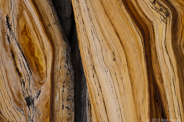 Bristlecone Pine, Ancient  Bristlecone Pine Forest, White Mountains, California