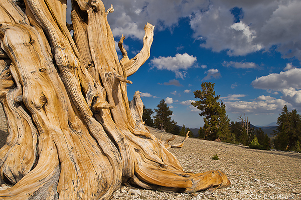 Bristlecone Pine, Ancient  Bristlecone Pine Forest, White Mountains, California