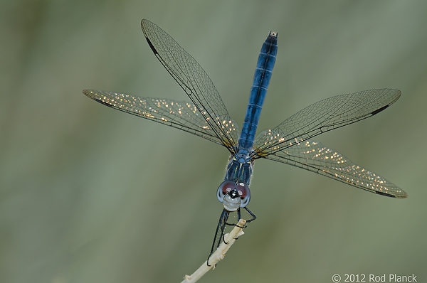 Blue Dasher Dragonfly, Owens Valley, California