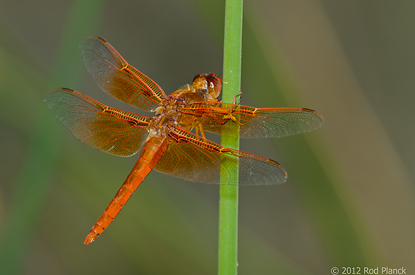 Flame Skimmer Dragonfly, Ownes Valley, California