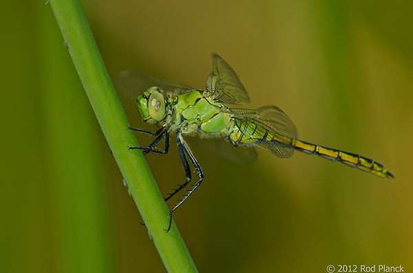 Western Pondhawk, Owens Valley, California