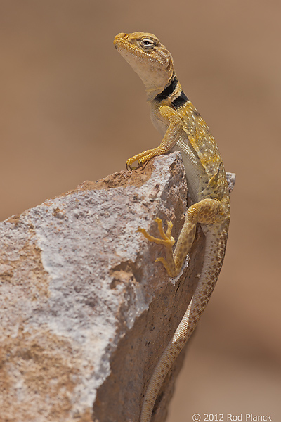 Great Basin Collared Lizard, Owens Valley, California