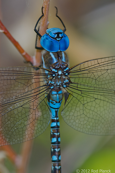 Blue-eyed Darner, Owens Valley, California