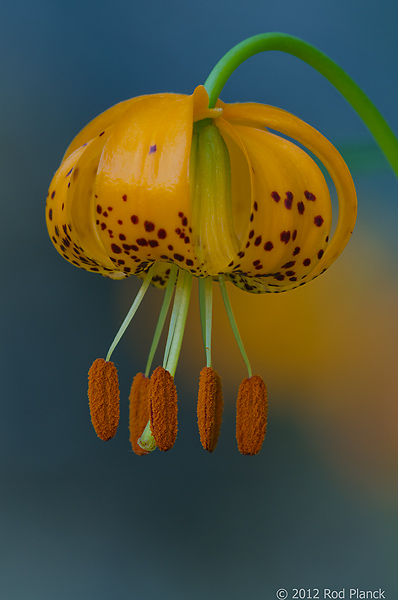 Kelly's Tiger Lily, Rock Creek Canyon, California