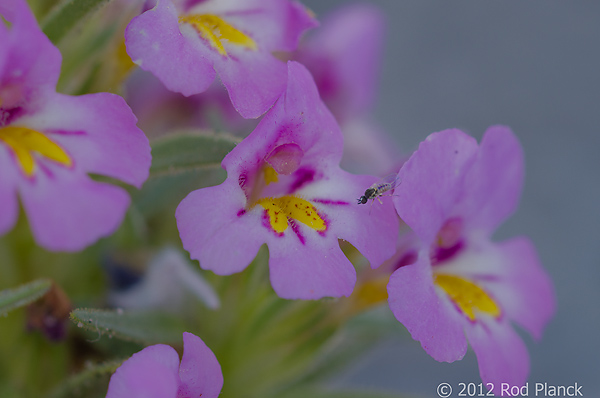 Foul Odor Monkeyflower, East Mono Basin, California