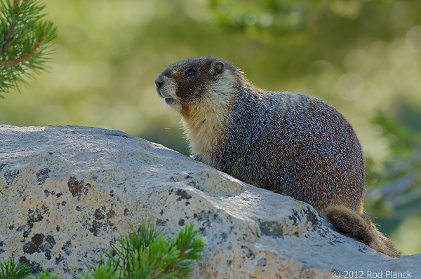 Yellow-bellied Marmot, Tuolumne Meadow, Yosemite National Park, California