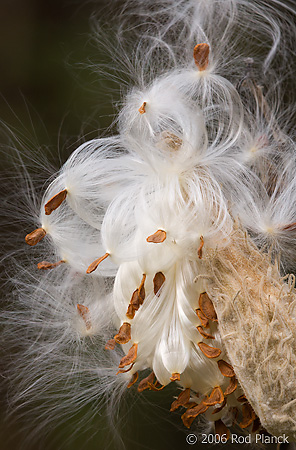 Common Milkweed Seedpod, Autumn, Michigan