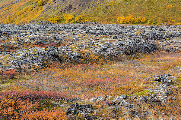 Autumn vegetation intertwined in lava rock. Eastern Iceland