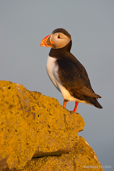 Atlantic Puffin, (Fratercula arctica), Iceland